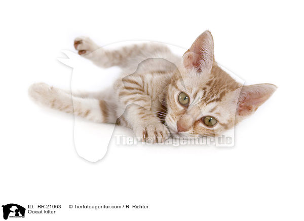 Ocicat Ktzchen / Ocicat kitten / RR-21063