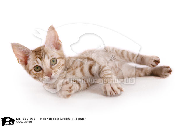 Ocicat Ktzchen / Ocicat kitten / RR-21073