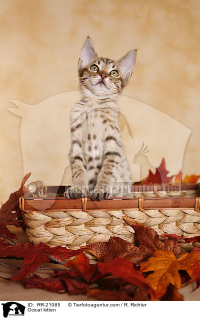 Ocicat Ktzchen / Ocicat kitten / RR-21085