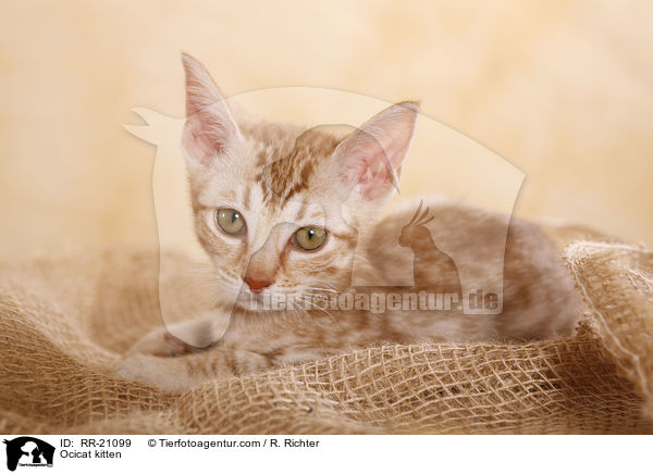 Ocicat Ktzchen / Ocicat kitten / RR-21099