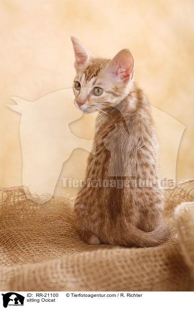 sitzende Ocicat / sitting Ocicat / RR-21100