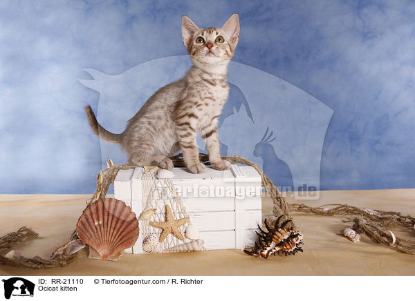 Ocicat Ktzchen / Ocicat kitten / RR-21110