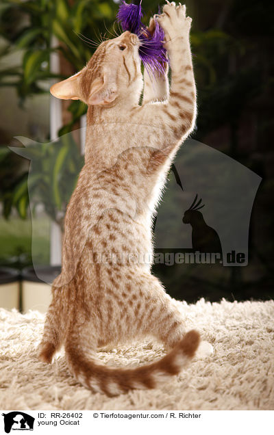 junge Ocicat / young Ocicat / RR-26402