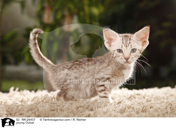 junge Ocicat / young Ocicat / RR-26407