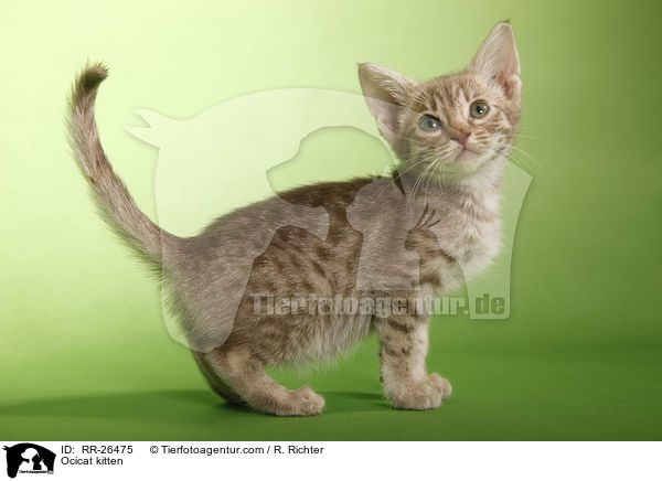 Ocicat Ktzchen / Ocicat kitten / RR-26475