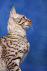 Ocicat