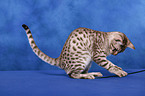 Ocicat