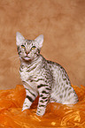 Ocicat tomcat