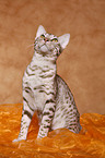 Ocicat tomcat