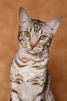 Ocicat tomcat