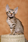 Ocicat Kitten