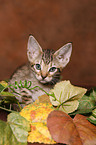 Ocicat Kitten