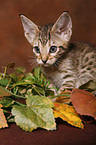 Ocicat Kitten