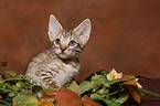 Ocicat Kitten