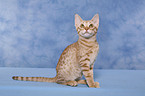 Ocicat Kitten