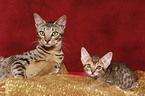 Ocicats