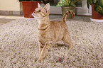 standing Ocicat