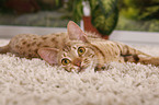 Ocicat