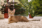 Ocicat