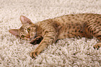 Ocicat