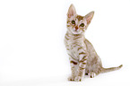 sitting Ocicat