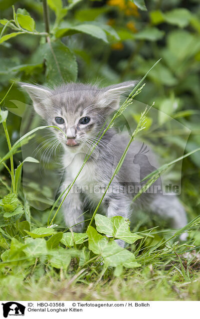 Orientalisch Langhaar Ktzchen / Oriental Longhair Kitten / HBO-03568