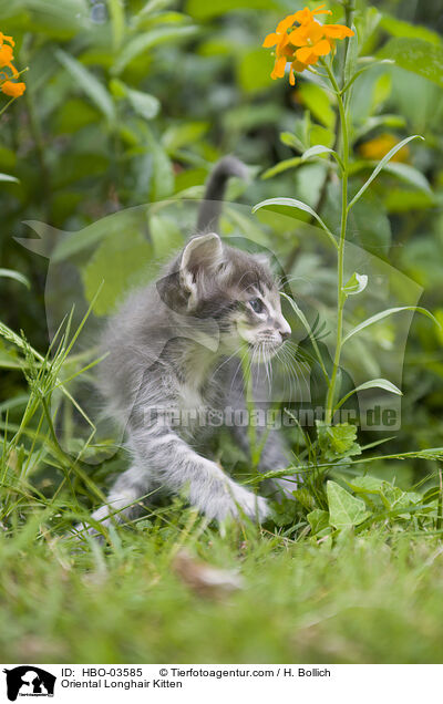 Orientalisch Langhaar Ktzchen / Oriental Longhair Kitten / HBO-03585