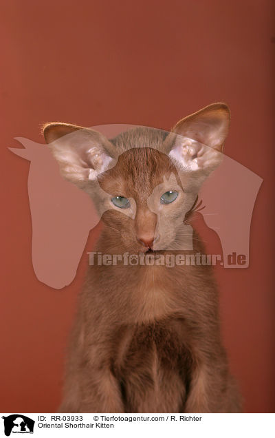Oriental Shorthair Kitten / RR-03933