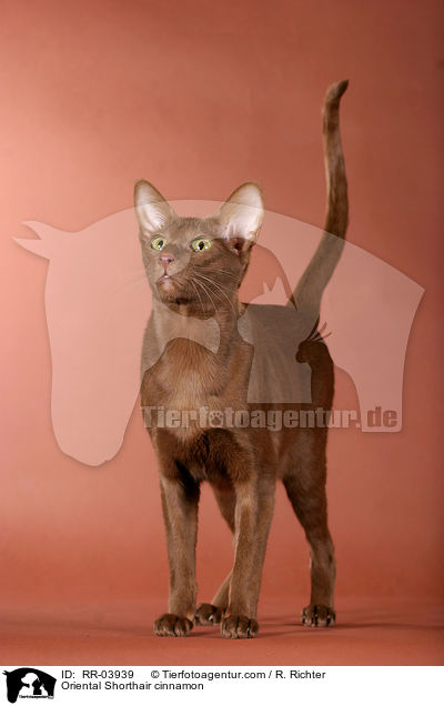 Orientalisch Kurzhaar / Oriental Shorthair cinnamon / RR-03939