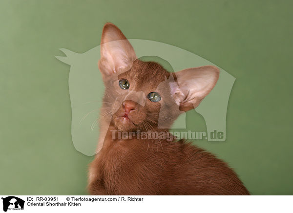 Orientalisch Kurzhaar Ktzchen / Oriental Shorthair Kitten / RR-03951