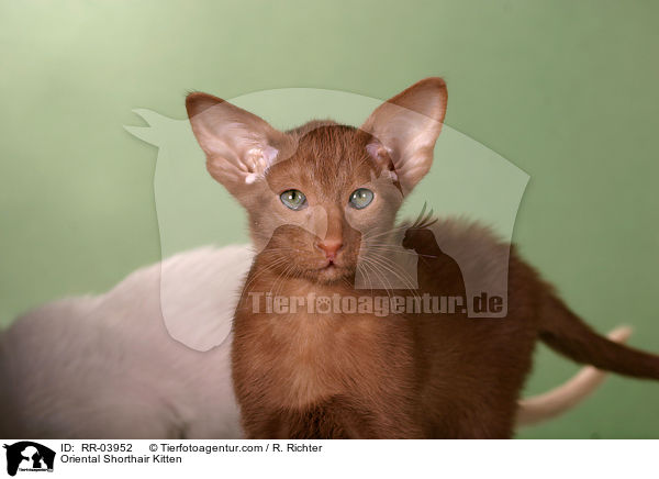 Oriental Shorthair Kitten / RR-03952