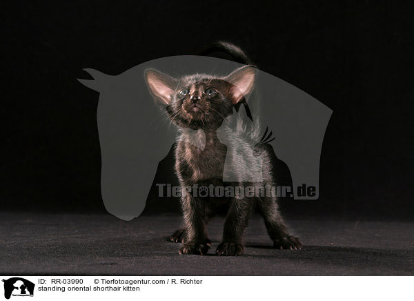 stehendes Orientalisch Kurzhaar Ktzchen / standing oriental shorthair kitten / RR-03990