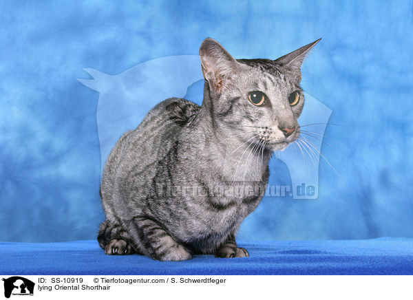 lying Oriental Shorthair / SS-10919