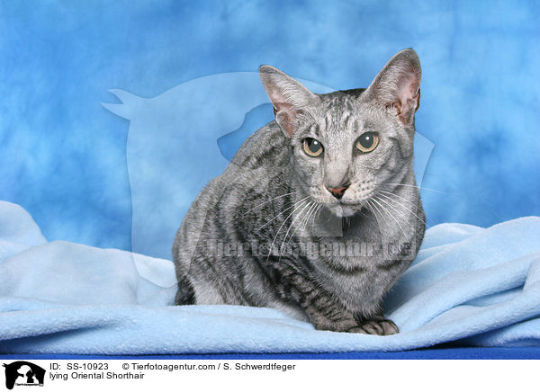 liegende Orientalisch Kurzhaar / lying Oriental Shorthair / SS-10923