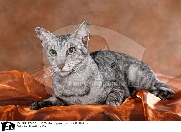 Oriental Shorthair Cat / RR-17462