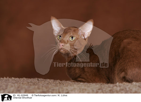 Orientalisch Kurzhaar / Oriental Shorthair / KL-02946