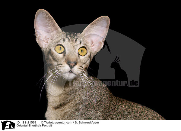 Orientalisch Kurzhaar Portrait / Oriental Shorthair Portrait / SS-21593