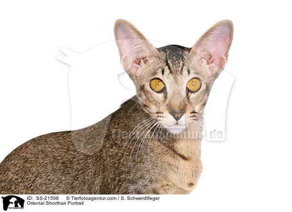 Orientalisch Kurzhaar Portrait / Oriental Shorthair Portrait / SS-21598