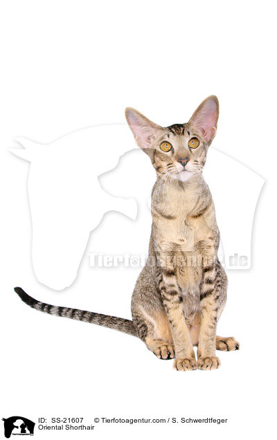 Orientalisch Kurzhaar / Oriental Shorthair / SS-21607