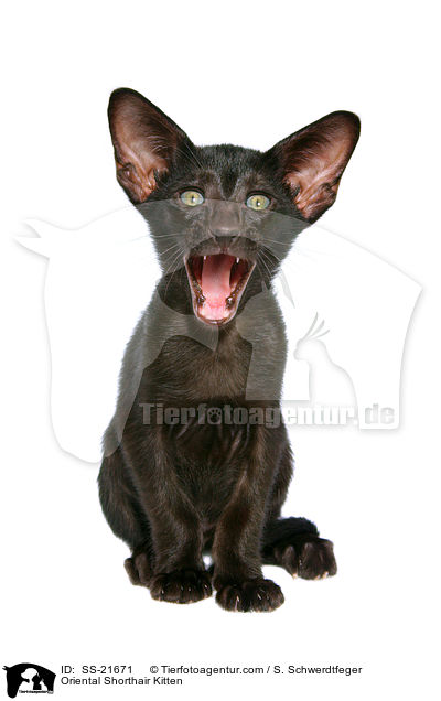 Oriental Shorthair Kitten / SS-21671