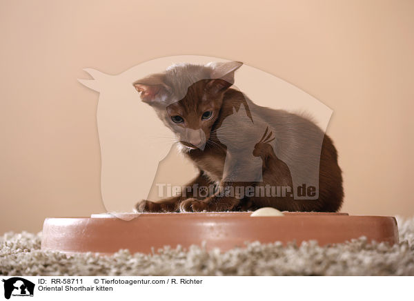 Orientalisch Kurzhaar Ktzchen / Oriental Shorthair kitten / RR-58711