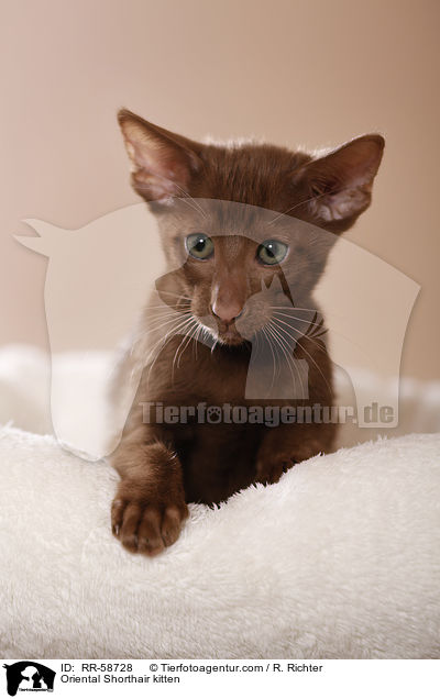 Orientalisch Kurzhaar Ktzchen / Oriental Shorthair kitten / RR-58728