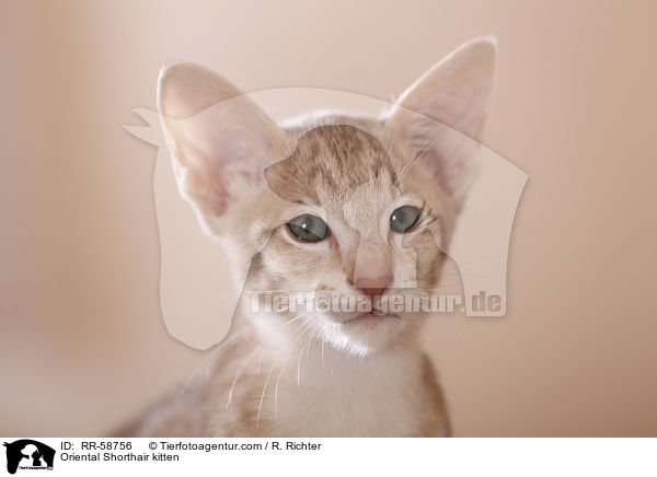 Orientalisch Kurzhaar Ktzchen / Oriental Shorthair kitten / RR-58756