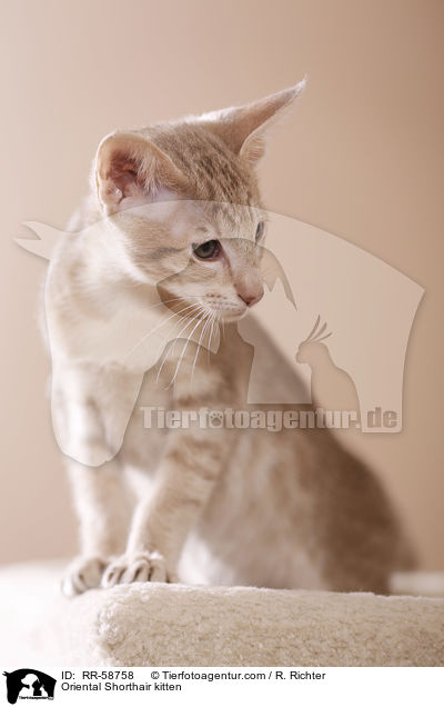 Orientalisch Kurzhaar Ktzchen / Oriental Shorthair kitten / RR-58758