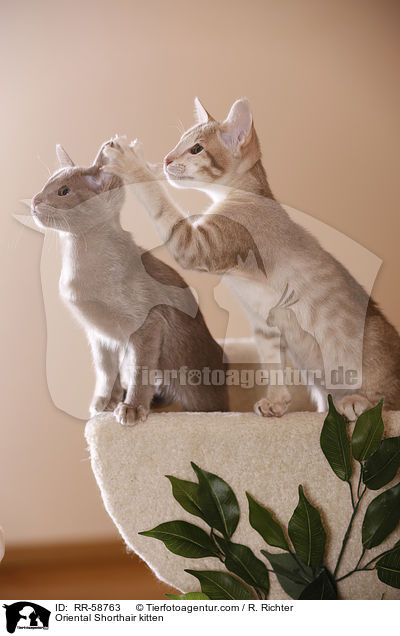 Orientalisch Kurzhaar Ktzchen / Oriental Shorthair kitten / RR-58763