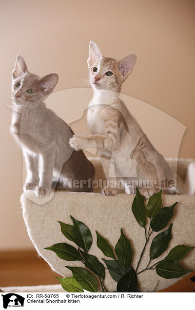 Orientalisch Kurzhaar Ktzchen / Oriental Shorthair kitten / RR-58765