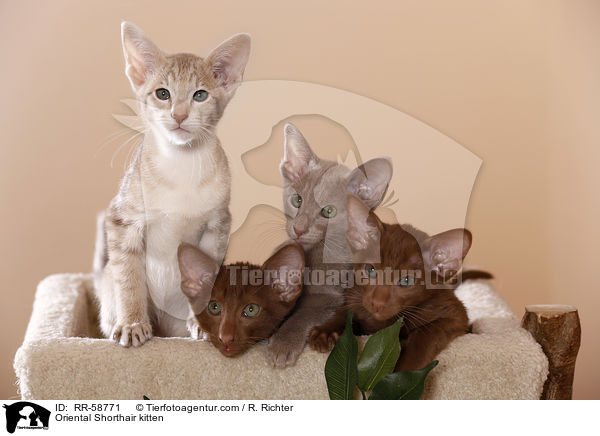 Orientalisch Kurzhaar Ktzchen / Oriental Shorthair kitten / RR-58771