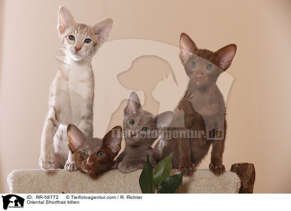 Orientalisch Kurzhaar Ktzchen / Oriental Shorthair kitten / RR-58772