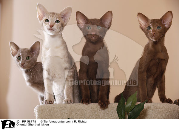 Orientalisch Kurzhaar Ktzchen / Oriental Shorthair kitten / RR-58778