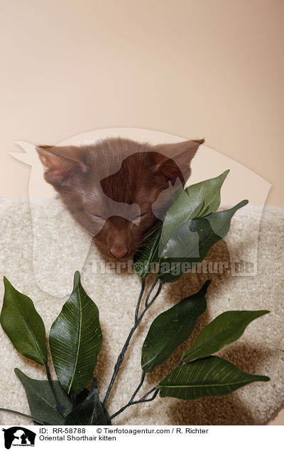 Orientalisch Kurzhaar Ktzchen / Oriental Shorthair kitten / RR-58788